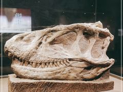 -自贡恐龙博物馆