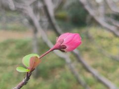 -麦当劳(田林好又多店)