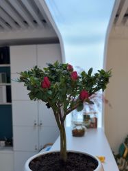 -章光101防脱养发荟