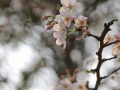 -顾村公园