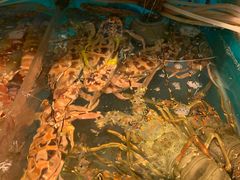 -鲜入围煮花胶鸡海鲜火锅