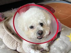 -康旭宠物医院(郑州总院)