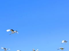 -盐城丹顶鹤湿地生态旅游区