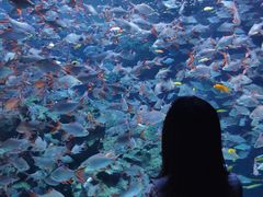 -成都浩海立方海洋公园