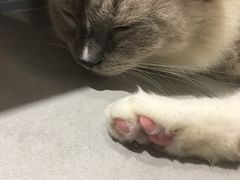 -Heymao猫咖.咖啡厅(东门店)