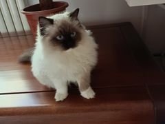 -糯米喵星人总部直营旗舰店·猫舍·幼猫出售