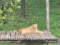 -西霞口神雕山野生动物世界