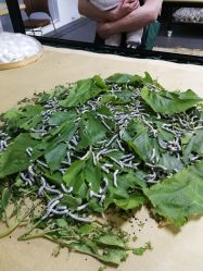 -太湖雪蚕桑文化园