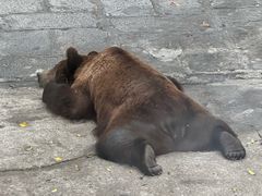 -深圳野生动物园