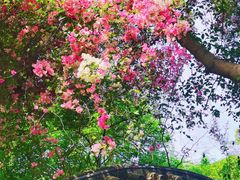 -深圳国际园林花卉博览园