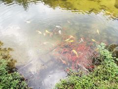 -无染寺