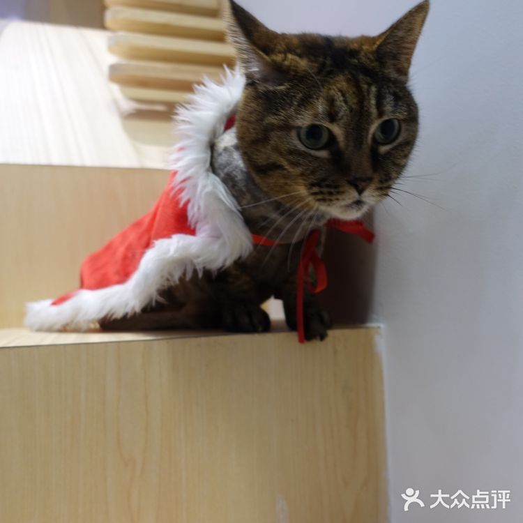 七宝附近一家玩乐美容一应俱全宠物酒店