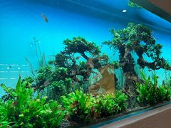 -松临·铁板烧&Omakase(神农店)