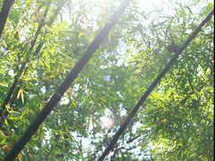 -深圳仙湖植物园