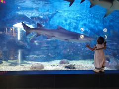 -烟台海昌鲸鲨海洋公园