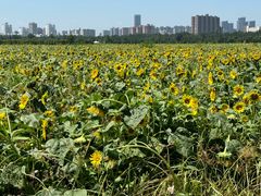 -汉长安城未央宫国家考古遗址公园