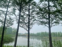 -溱湖国家湿地公园