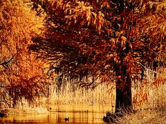 -贡湖湾湿地公园