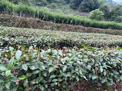 -石台牯牛降景区