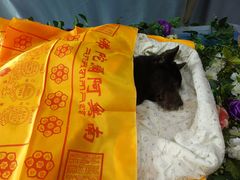 -彩虹桥宠物火化殡葬善终服务(金乐大厦店)