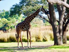 -奥兰多迪士尼动物王国乐园