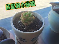 多肉-沪上阿姨·精选茶饮(燕郊富地广场店)