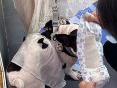 -帕帕拉兹宠物(亚洲旗舰店)