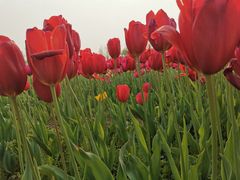 -杭州湾海上花田景区