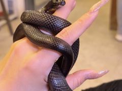 -吉丁鸟咖·异宠·寄养