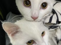 -纳吉亚猫专科动物医院(康都外科中心)