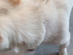 -伟伟宠物医院·CT影像中心·瑞派犬猫综合性门诊(汉口总院)