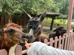 -泉州海丝野生动物世界