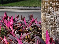 -海南清水湾莱佛士酒店