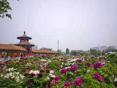 -曹州百花园