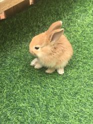 -萌宠亲子动物乐园(槐房万达店)