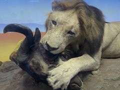 -国家自然博物馆