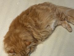 -藏猫猫咖啡主题馆(中央大道店)