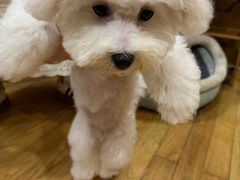 -主子在上·精致洗护·精品购宠连锁(杨浦黑钻店)