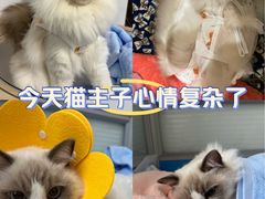 -灵美宠物诊所