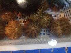 马粪海胆-皇朝海鲜酒店