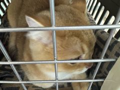 -北京观赏动物医院·24小时大型综合·猫专科·异宠专科
