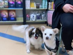 -小叮当动物医院·骨科·眼科