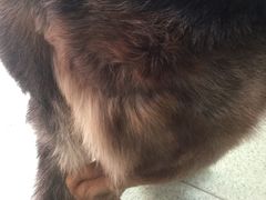 -康乐宝动物医院