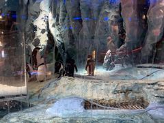 -帝企鹅自助餐厅•儿童岛•真企鹅(长隆企鹅酒店)