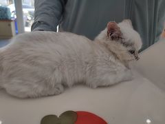 -芭比堂动物医院·CT·微创中心(新顺分院)