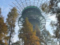 -黄海国家森林公园