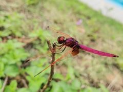 -西双版纳融创皇冠假日度假酒店