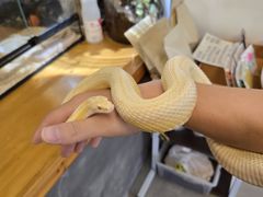 -吉丁鸟咖·异宠·寄养
