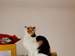 -Doors独立剧情密室(东门分店)