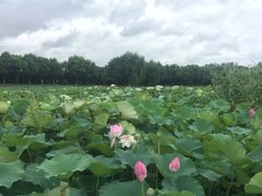 -荷塘月色湿地公园·向阳花洲